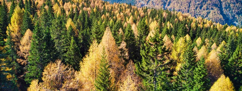 Foliage