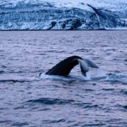 Tromso
